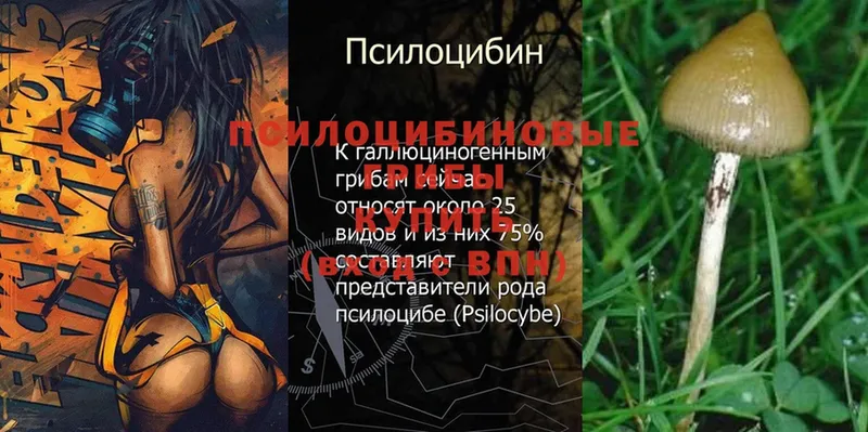 Псилоцибиновые грибы Psilocybe  Иркутск 